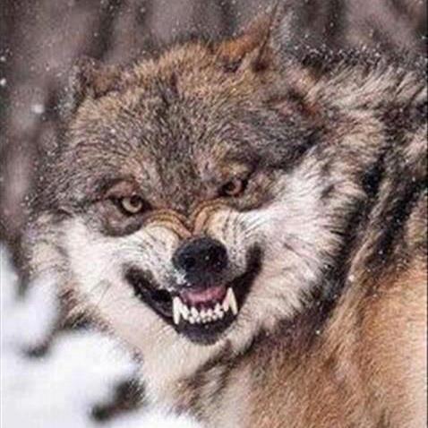 loup (1).jpg