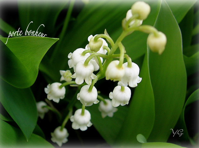 Muguet2.jpg